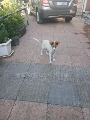 1-3 months Female Mixed Breed Border Collie