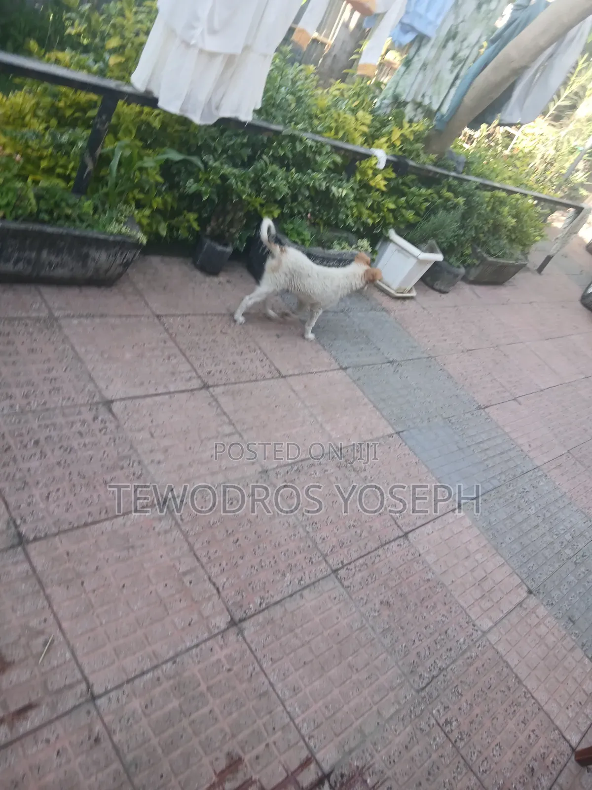 1-3 months Female Mixed Breed Border Collie