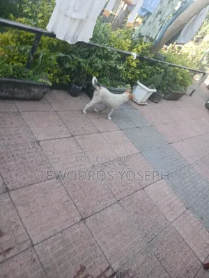 1-3 months Female Mixed Breed Border Collie