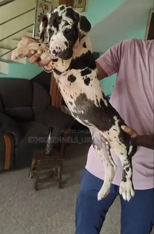 1-3 months Male Purebred Great Dane