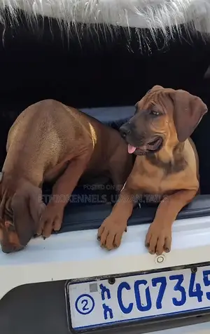 3-6 months Male Purebred Boerboel