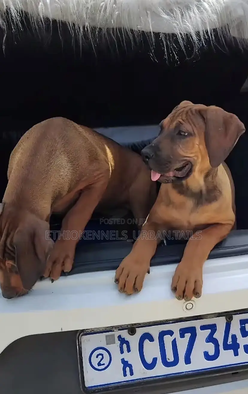 3-6 months Male Purebred Boerboel
