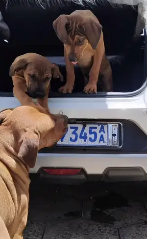 3-6 months Male Purebred Boerboel