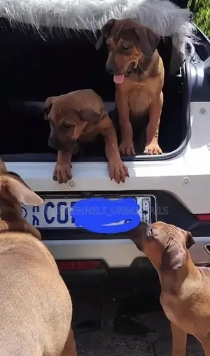 3-6 months Male Purebred Boerboel