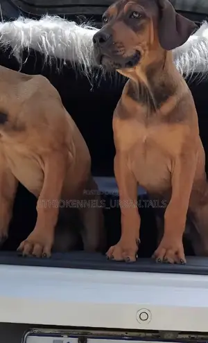 3-6 months Male Purebred Boerboel