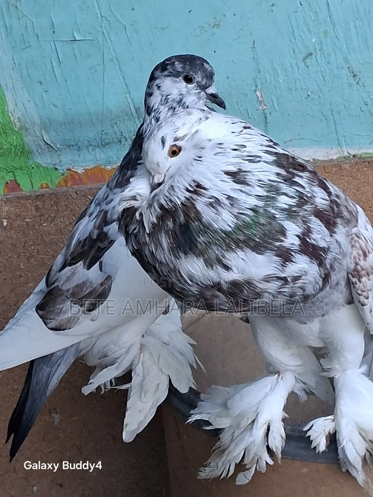በጣም አሪፍ ፖተሮች