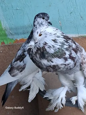 በጣም አሪፍ ፖተሮች