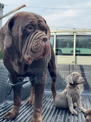 1-3 months Male Purebred Bullmastiff