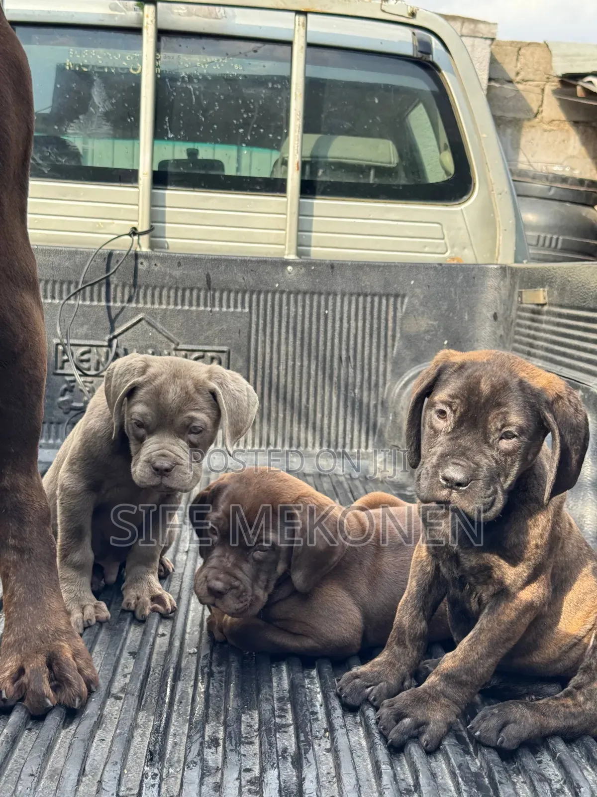 1-3 months Male Purebred Bullmastiff
