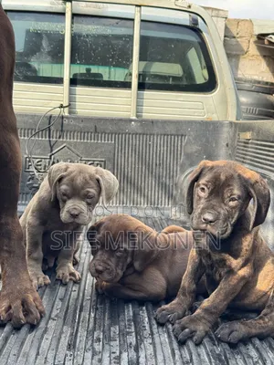 1-3 months Male Purebred Bullmastiff