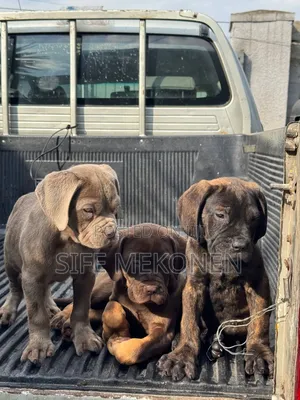 1-3 months Male Purebred Bullmastiff