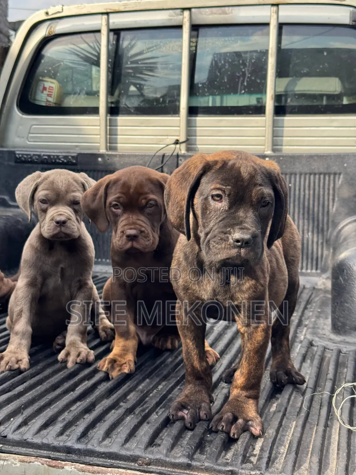 1-3 months Male Purebred Bullmastiff