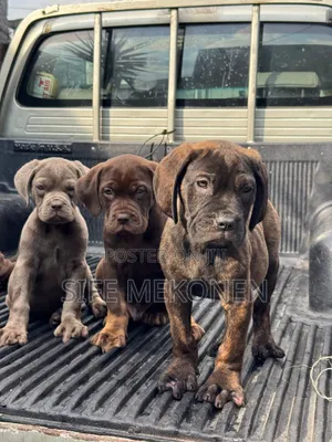 1-3 months Male Purebred Bullmastiff