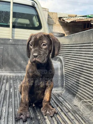 1-3 months Male Purebred Bullmastiff