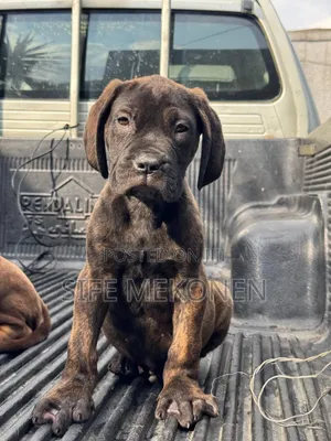 1-3 months Male Purebred Bullmastiff