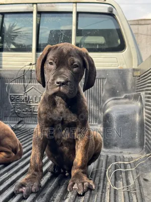 1-3 months Male Purebred Bullmastiff