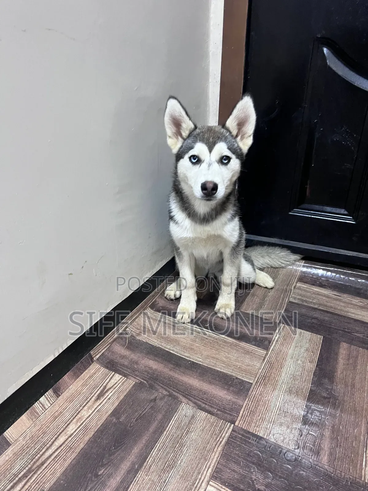 1-3 months Male Purebred Siberian Husky