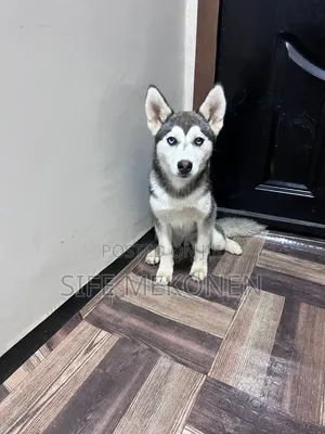 1-3 months Male Purebred Siberian Husky