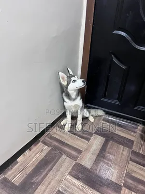 1-3 months Male Purebred Siberian Husky
