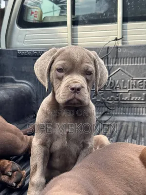 1-3 months Male Purebred Bullmastiff