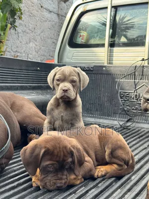 1-3 months Male Purebred Bullmastiff