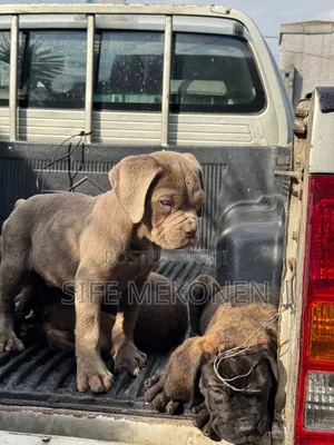 1-3 months Male Purebred Bullmastiff