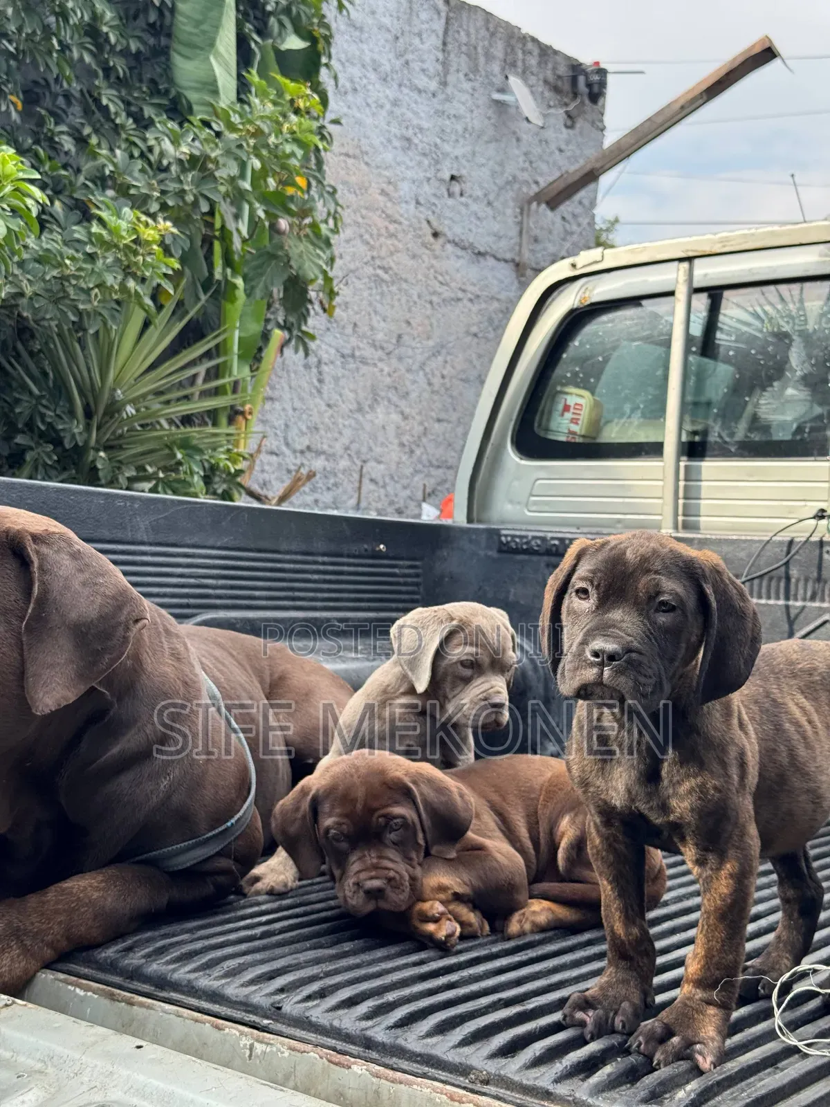 1-3 months Male Purebred Bullmastiff