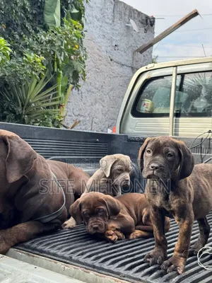 1-3 months Male Purebred Bullmastiff