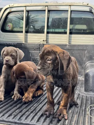 1-3 months Male Purebred Bullmastiff