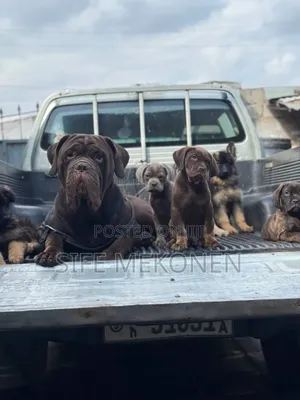 1-3 months Male Purebred Bullmastiff