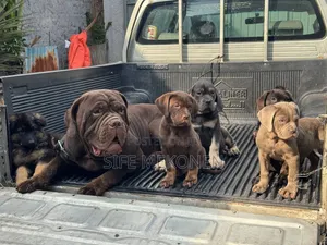 1-3 months Male Purebred Bullmastiff