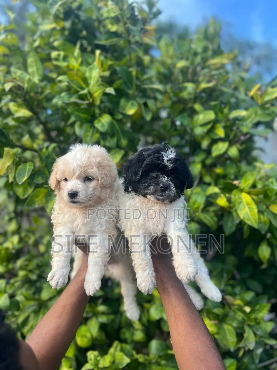 1-3 months Male Purebred Maltipoo