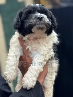 1-3 months Male Purebred Maltipoo