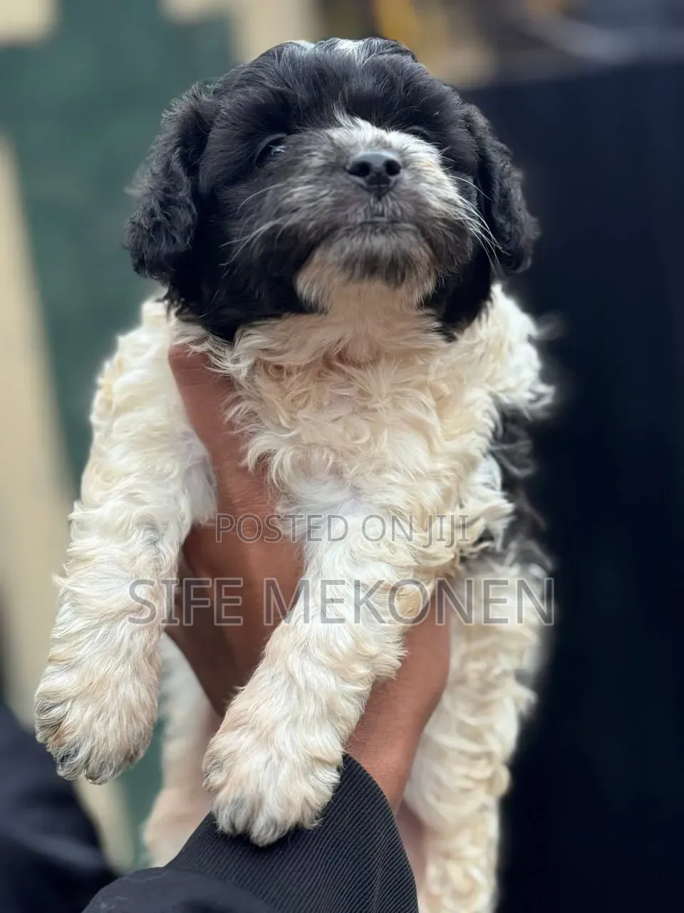 1-3 months Male Purebred Maltipoo