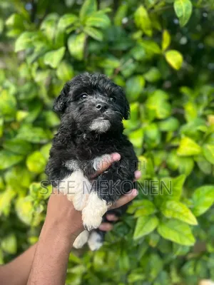 1-3 months Male Purebred Maltipoo