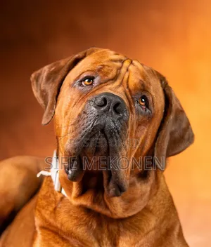 1-3 months Male Purebred Boerboel