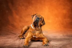 1-3 months Male Purebred Boerboel