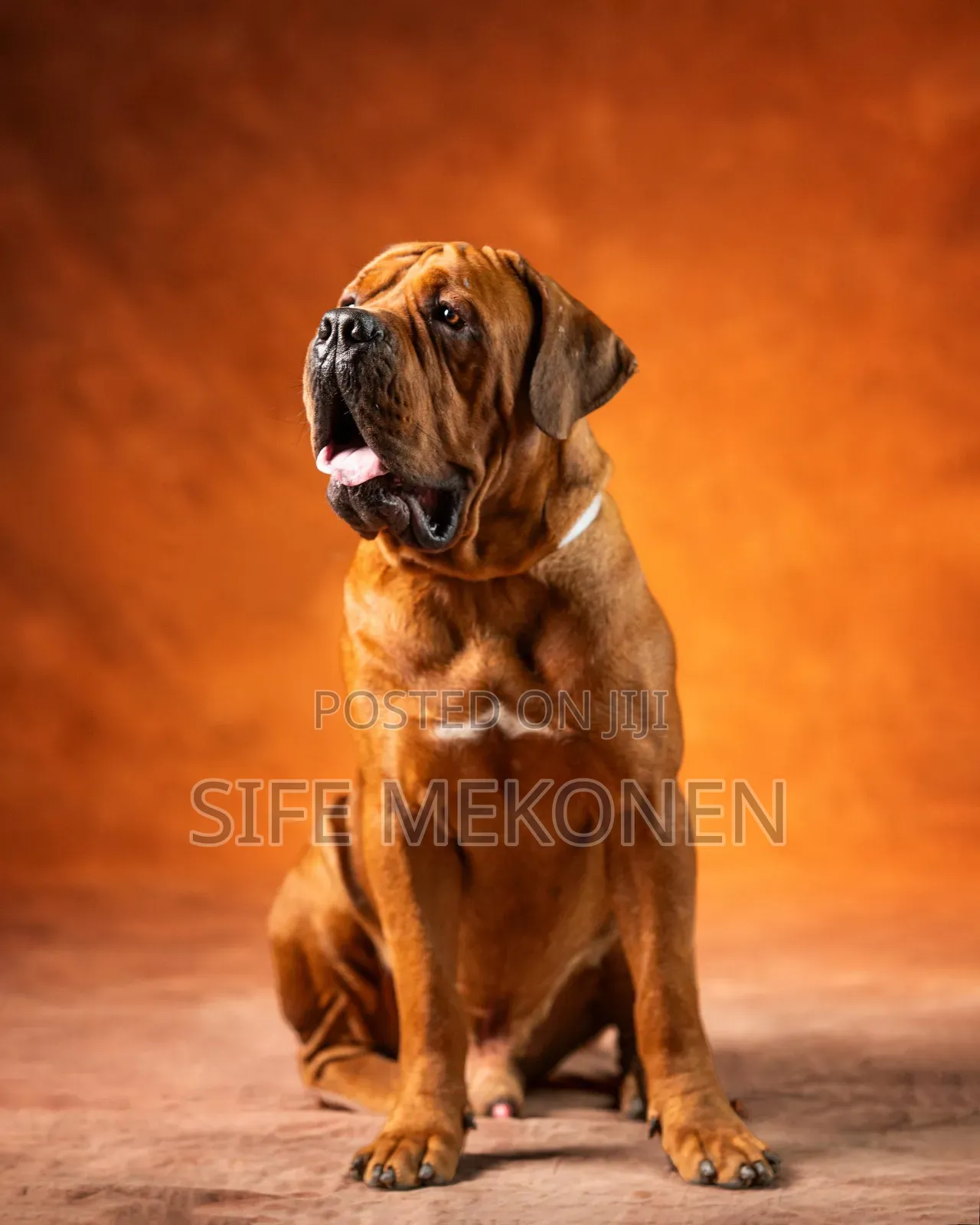 1-3 months Male Purebred Boerboel