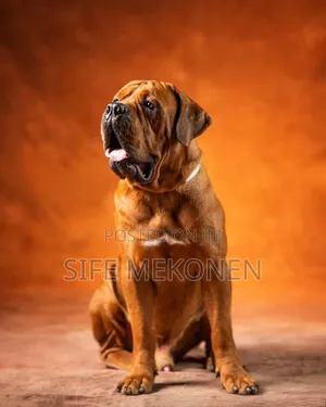 1-3 months Male Purebred Boerboel