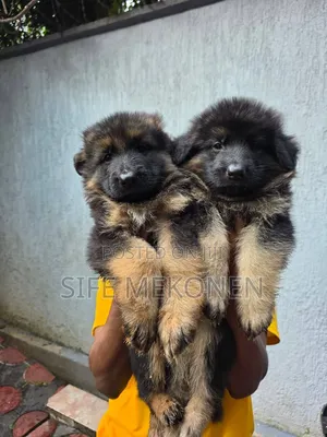 1-3 months Male Purebred German Shepherd