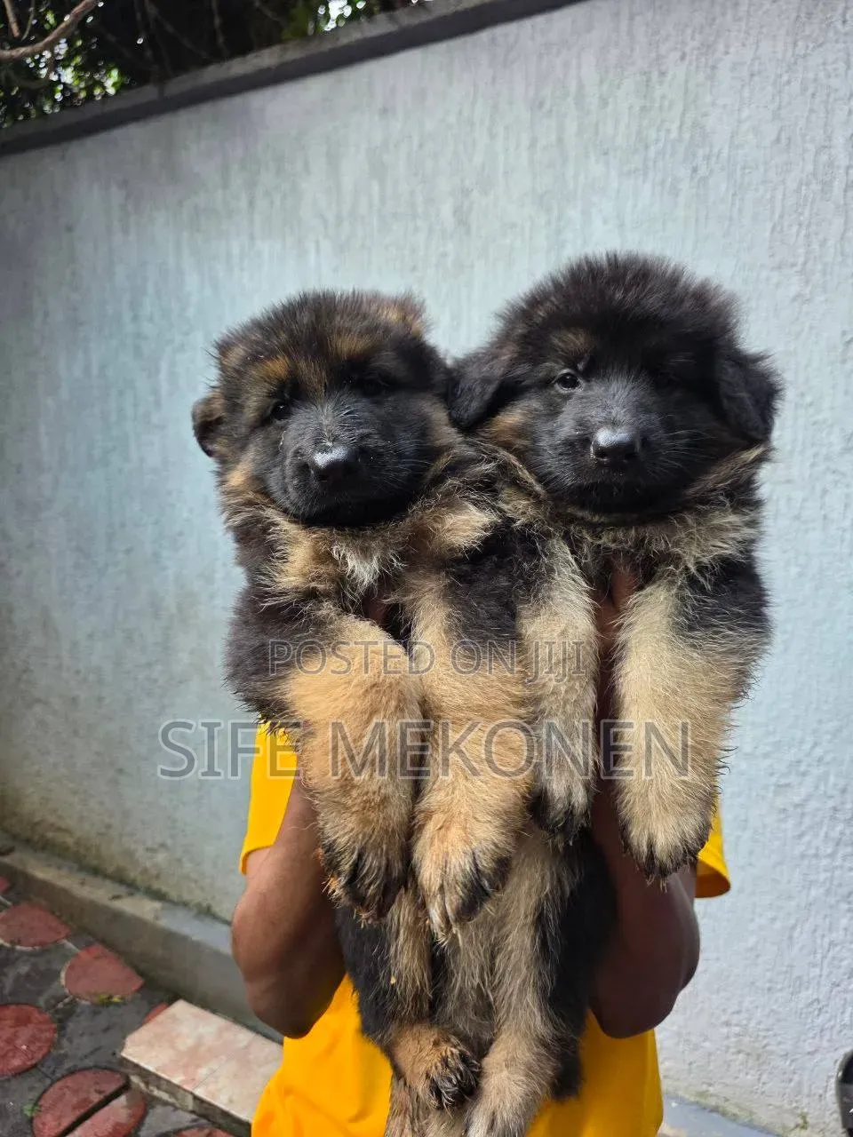 1-3 months Male Purebred German Shepherd