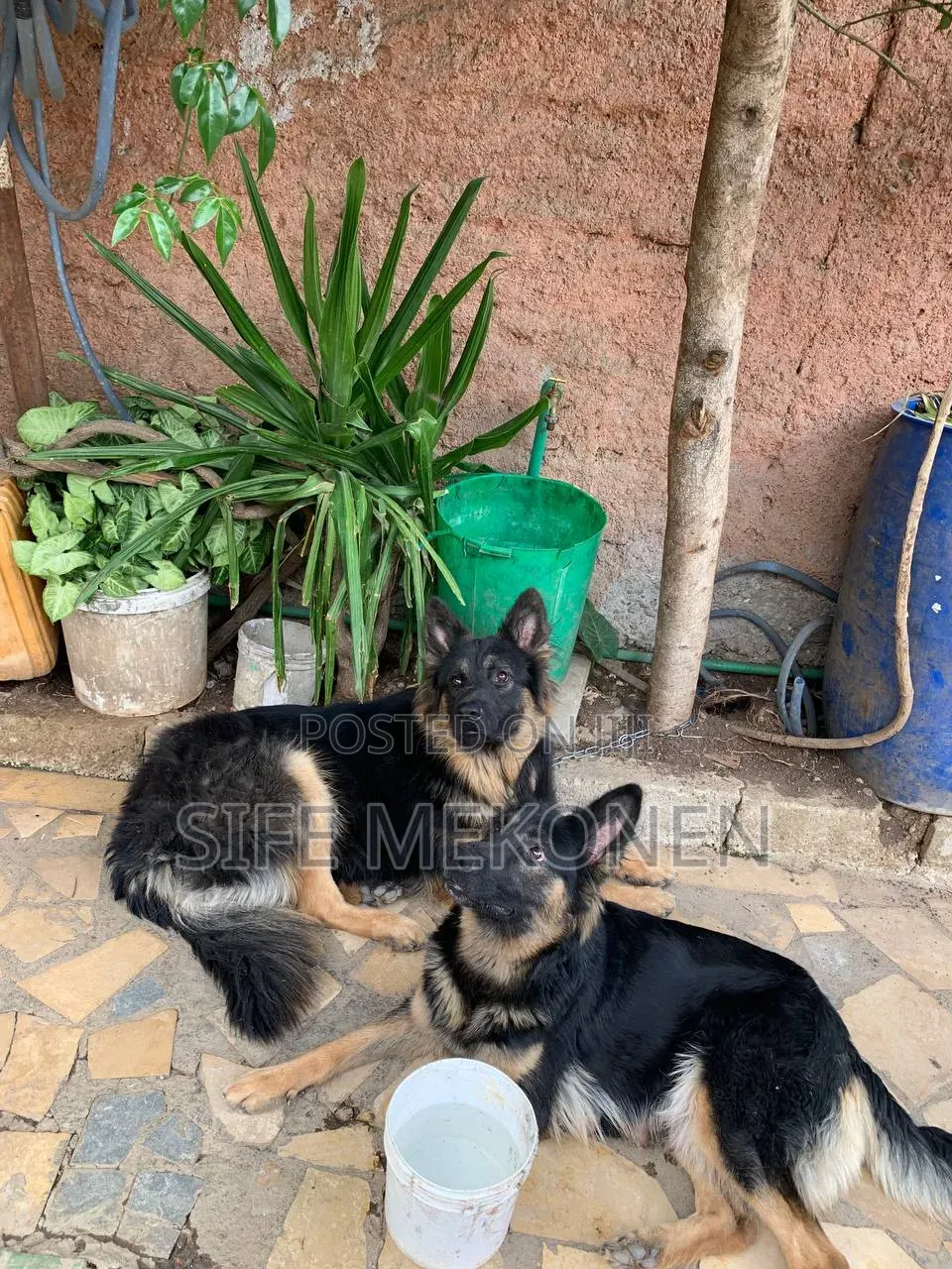 1-3 months Male Purebred German Shepherd