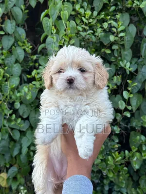 1-3 months Male Purebred Maltese