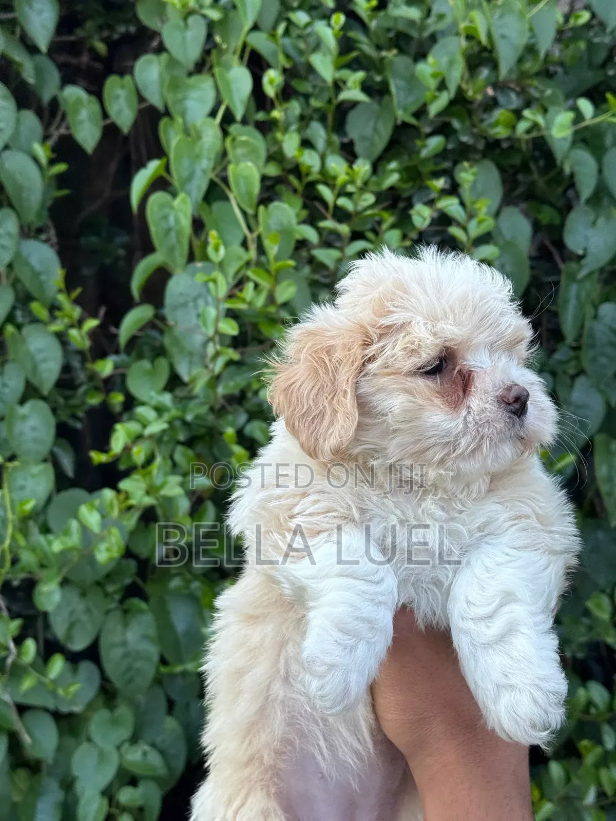 1-3 months Male Purebred Maltese