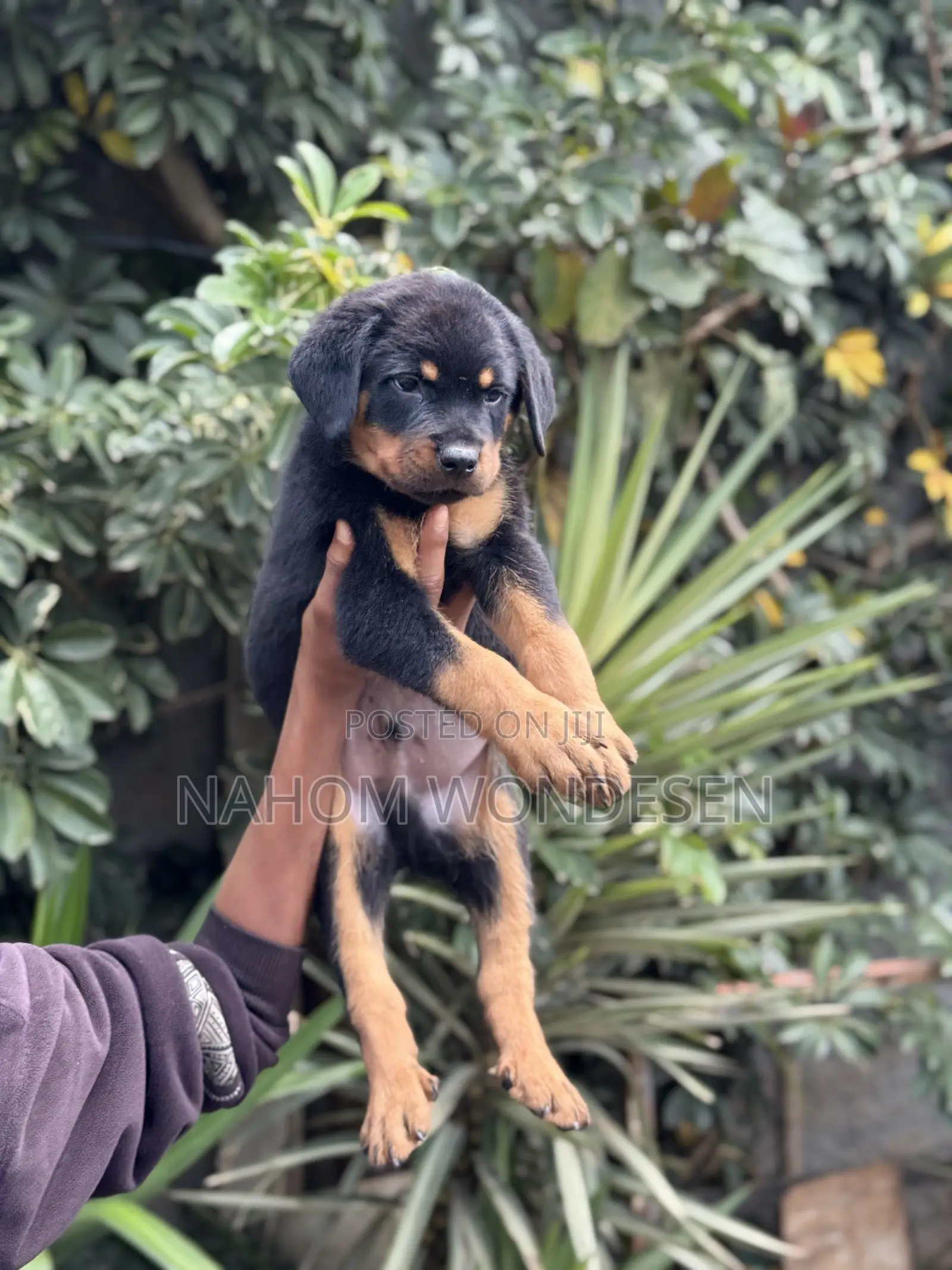 3-6 months Male Purebred Rottweiler