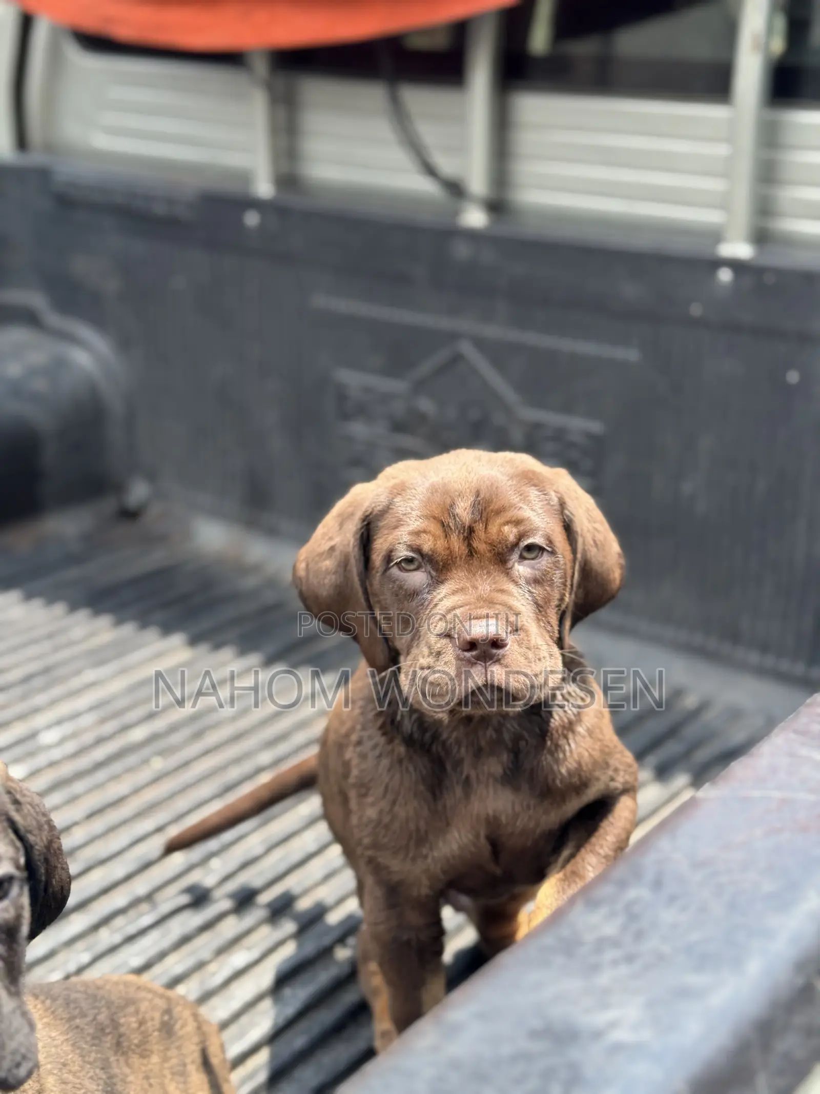 1-3 months Male Purebred Bullmastiff
