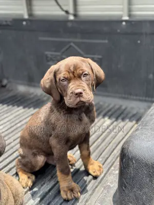 1-3 months Male Purebred Bullmastiff