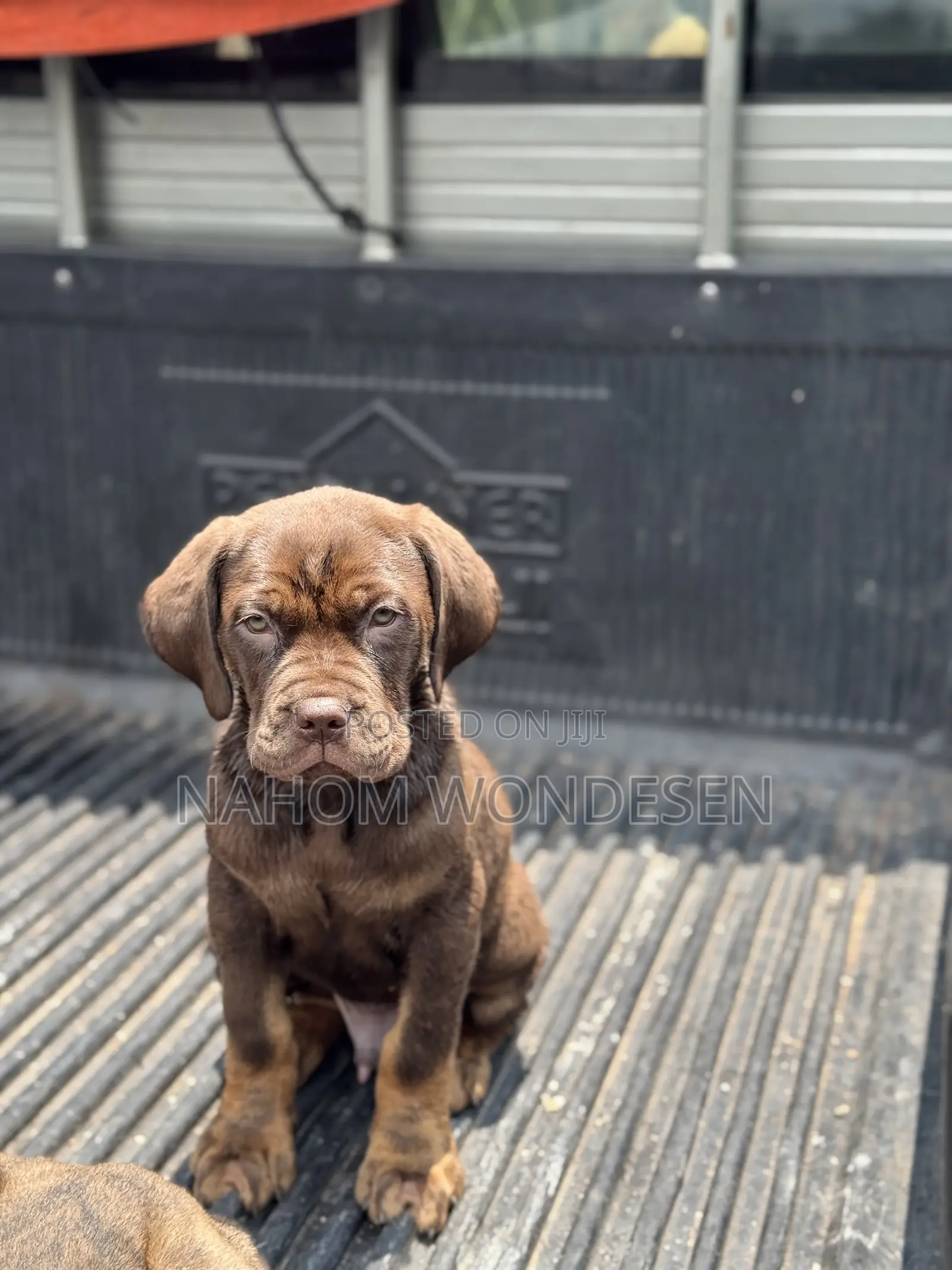 1-3 months Male Purebred Bullmastiff