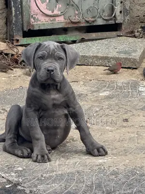 1-3 months Male Purebred Bullmastiff