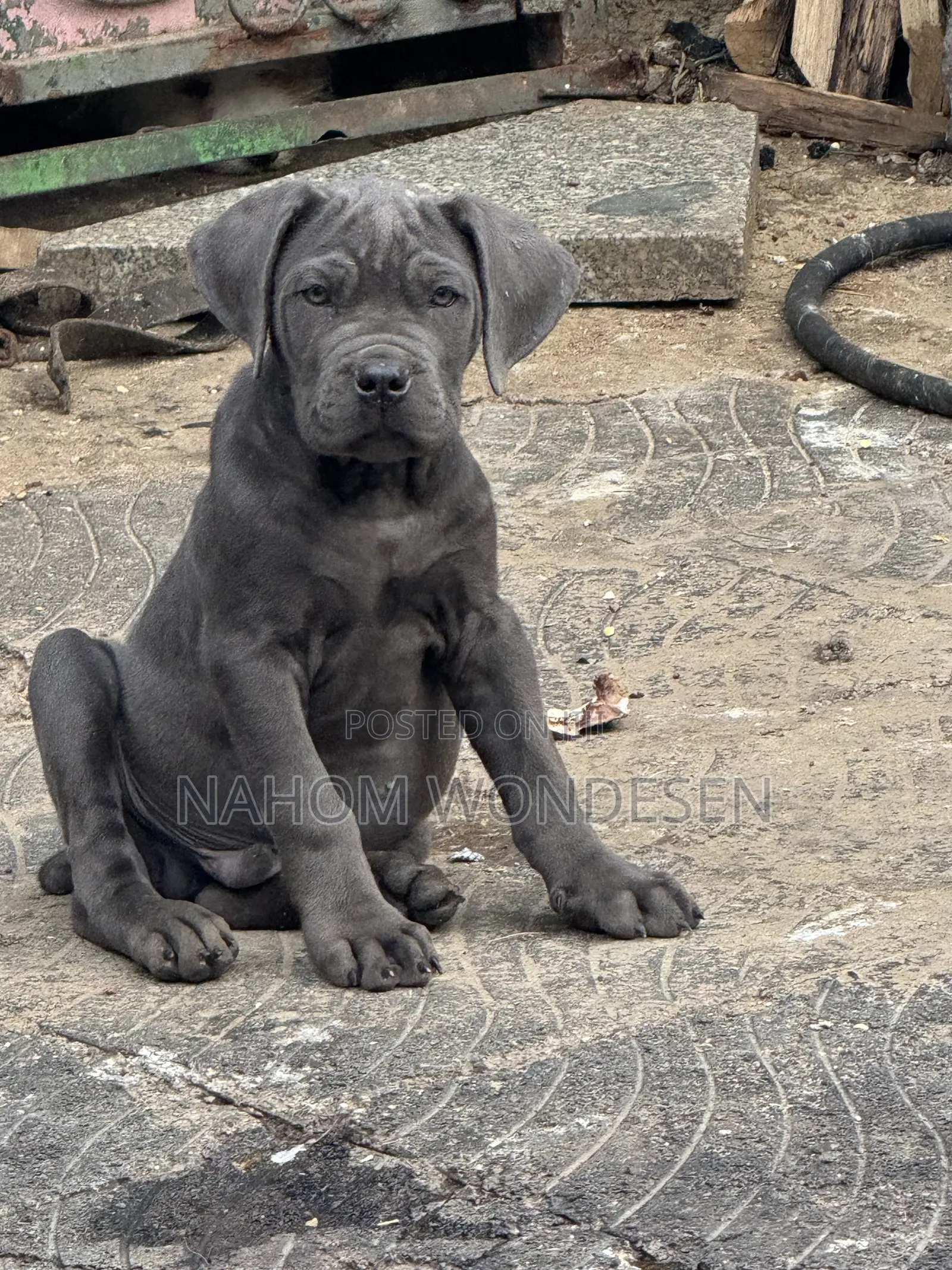 1-3 months Male Purebred Bullmastiff